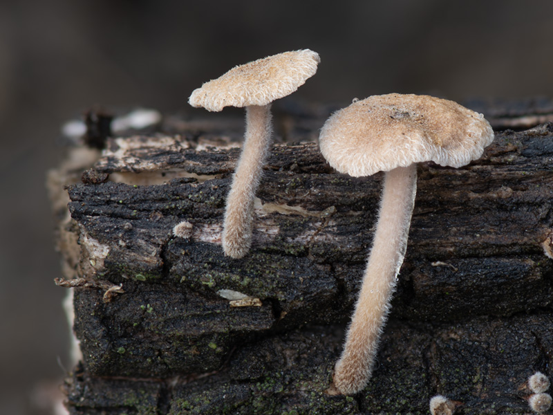 Crinipellis tomentosa